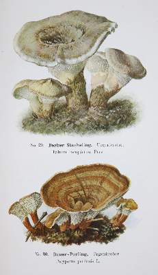 Bild Nr.1: 126-1546 Michael,E. u. R.Schulz.: (Botanik, Pilze)