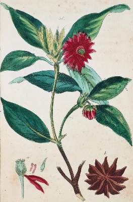 Bild Nr.1: 126-1556 (Wilhelm,G.T.).: (Botanik)