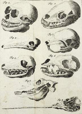 Bild Nr.2: 126-1595 Linné,C.v.: (Zoologie)