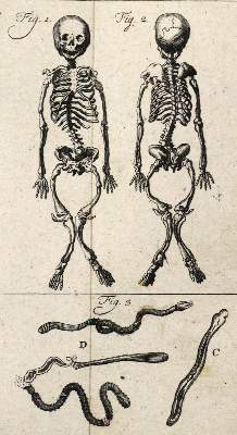 Bild Nr.5: 126-1595 Linné,C.v.: (Zoologie)