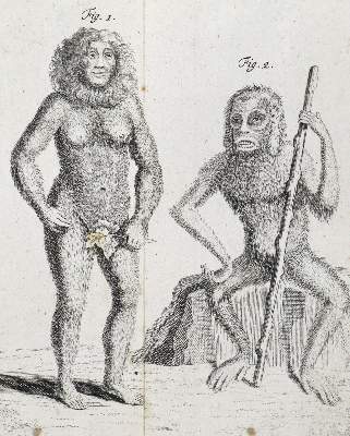 Bild Nr.6: 126-1595 Linné,C.v.: (Zoologie)