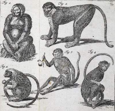 Bild Nr.7: 126-1595 Linné,C.v.: (Zoologie)