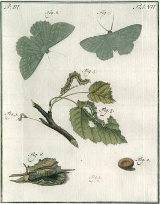Bild Nr.1: 126-1596 Sepp,J.C.: (Zoologie)