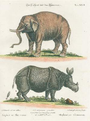 Bild Nr.15: 126-1603 Seligmann,J.M.: (Zoologie, Vögel)