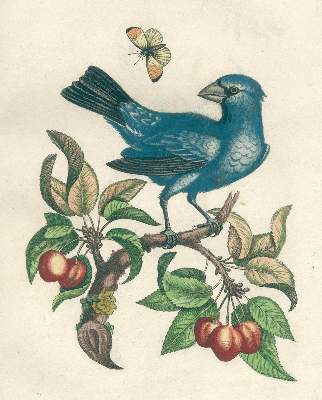 Bild Nr.2: 126-1603 Seligmann,J.M.: (Zoologie, Vögel)
