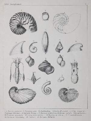 Bild Nr.1: 126-1604 Kobelt,W.: (Zoologie, Weichtiere)