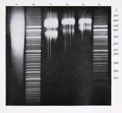 Bild Nr.1: 126-1683 Hess,V.F.: (Verschiedene Gebiete - Varia, Physik)