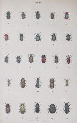 Bild Nr.1: 126-1699 Sammlung: (Verschiedene Gebiete - Varia)