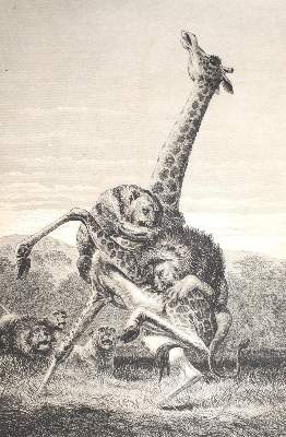 Bild Nr.1: 126-1715 Andersson,C.J.: (Afrika)