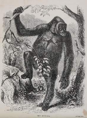 Bild Nr.1: 126-1721 Chaillu,P.B.du.: (Afrika)