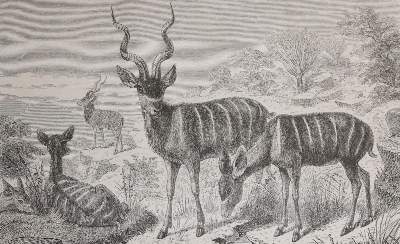 Bild Nr.2: 126-1726 Heuglin,M.T.v.: (Afrika)