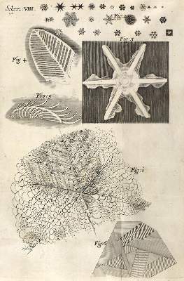 Bild Nr.12: 126-176 Hooke,R. (Aus der Sammlung Professor Dr.Dr.Johannes Büttner Teil 1)