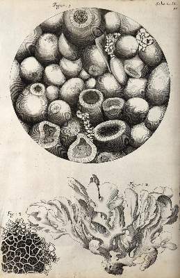 Bild Nr.13: 126-176 Hooke,R. (Aus der Sammlung Professor Dr.Dr.Johannes Büttner Teil 1)