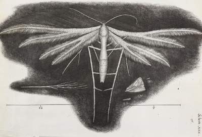 Bild Nr.1618: 126-176 Hooke,R. (Aus der Sammlung Professor Dr.Dr.Johannes Büttner Teil 1)