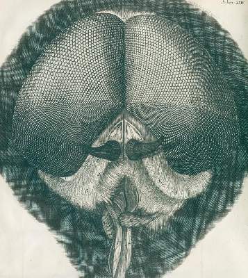Bild Nr.2: 126-176 Hooke,R. (Aus der Sammlung Professor Dr.Dr.Johannes Büttner Teil 1)