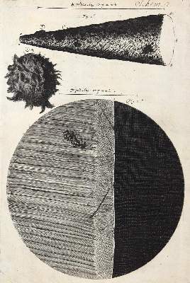 Bild Nr.6: 126-176 Hooke,R. (Aus der Sammlung Professor Dr.Dr.Johannes Büttner Teil 1)