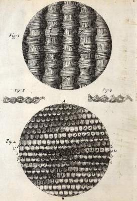 Bild Nr.7: 126-176 Hooke,R. (Aus der Sammlung Professor Dr.Dr.Johannes Büttner Teil 1)