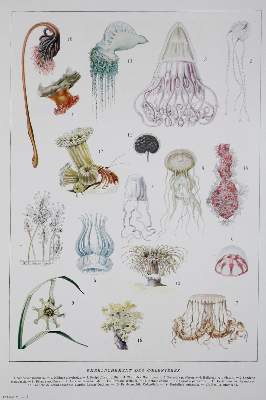 Bild Nr.1: 126-1888 Sammlung: (Frankreich)