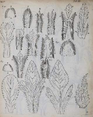 Bild Nr.1: 126-248 Malpighi,M.: (Aus der Sammlung Professor Dr.Dr.Johannes Büttner Teil 1)