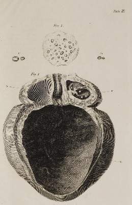 Bild Nr.1: 126-251 Marcet,A.: (Aus der Sammlung Professor Dr.Dr.Johannes Büttner Teil 1)