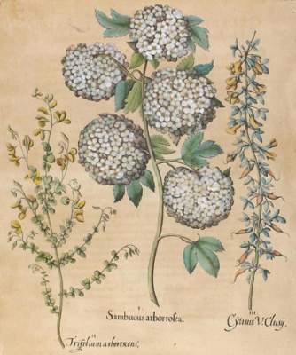 Bild Nr.1: 126-2648 Amerikanischer Holunder, Zwergginster u. Geißklee.: (Varia, Botanik)