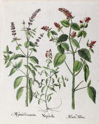 Bild Nr.1: 126-2649 Katzenminze und Hahnenfuß.: (Varia, Botanik, Beslser)