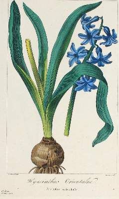 Bild Nr.1: 126-2653 Blumen u. Pflanzen.: (Varia, Botanik)