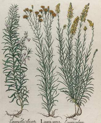 Bild Nr.1: 126-2655 Goldhaar-Aster u. Leinkraut.: (Varia, Botanik)