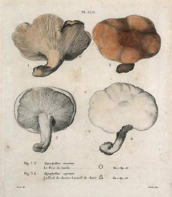 Bild Nr.1: 126-2657 Mykologie.: (Varia, Botanik)