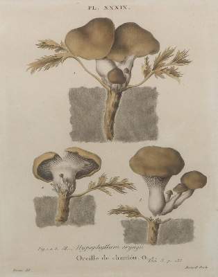 Bild Nr.3: 126-2657 Mykologie.: (Varia, Botanik)