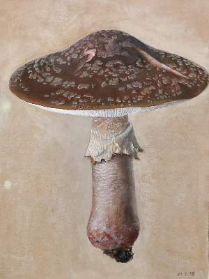Bild Nr.1: 126-2658 Mykologie.: (Varia, Botanik)