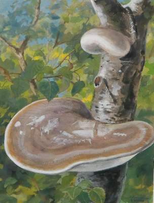 Bild Nr.1: 126-2659 Mykologie.: (Varia, Botanik)