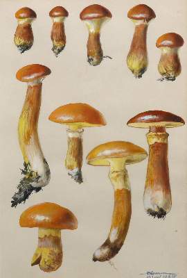 Bild Nr.1: 126-2662 Mykologie.: (Varia, Botanik)