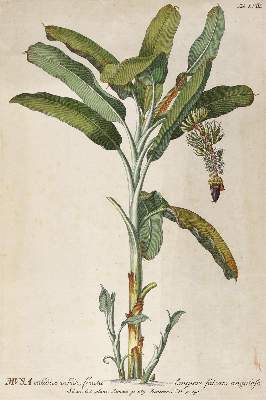 Bild Nr.1: 126-2670 Bananenstaude.: (Varia, Botanik, Trew)