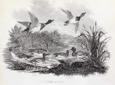 Bild Nr.3: 126-2701 Sammlung: (Varia, Jagd)