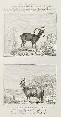 Bild Nr.6: 126-2720 Konvolut: (Varia)
