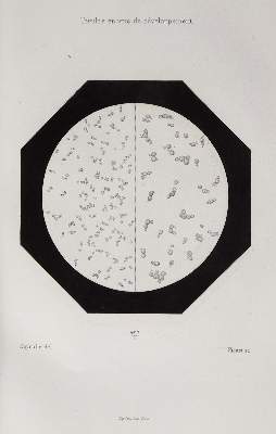 Bild Nr.1: 126-275 Pasteur,L.: (Aus der Sammlung Professor Dr.Dr.Johannes Büttner Teil 1)