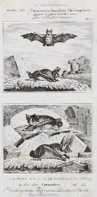 Bild Nr.1: 126-2868 Buffon, George-Louis-Léclerc, Graf von: (Varia, Zoologie)