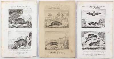 Bild Nr.2: 126-2868 Buffon, George-Louis-Léclerc, Graf von: (Varia, Zoologie)