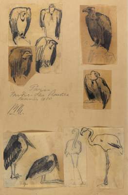 Bild Nr.1: 126-2871 Geier: (Varia, Zoologie, Vögel)