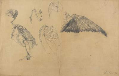 Bild Nr.2: 126-2871 Geier: (Varia, Zoologie, Vögel)