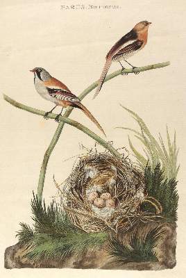 Bild Nr.1: 126-2874 Parus, Biarmicus.: (Varia, Zoologie, Vögel)