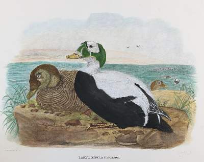 Bild Nr.1: 126-2876 Sammlung: (Varia, Zoologie, Vögel)