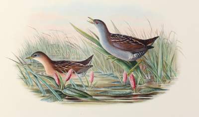 Bild Nr.1: 126-2877 Sumpfhuhn.: (Varia, Zoologie, Vögel)
