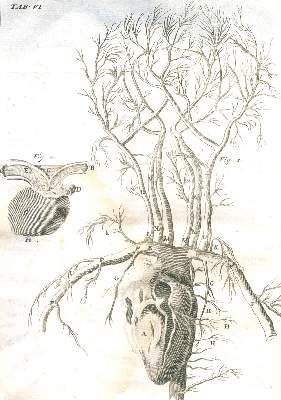 Bild Nr.3: 126-80 Craanen,T.: (Aus der Sammlung Professor Dr.Dr.Johannes Büttner Teil 1)