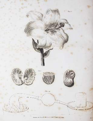 Bild Nr.1: 126-91 Davy,H.: (Aus der Sammlung Professor Dr.Dr.Johannes Büttner Teil 1)