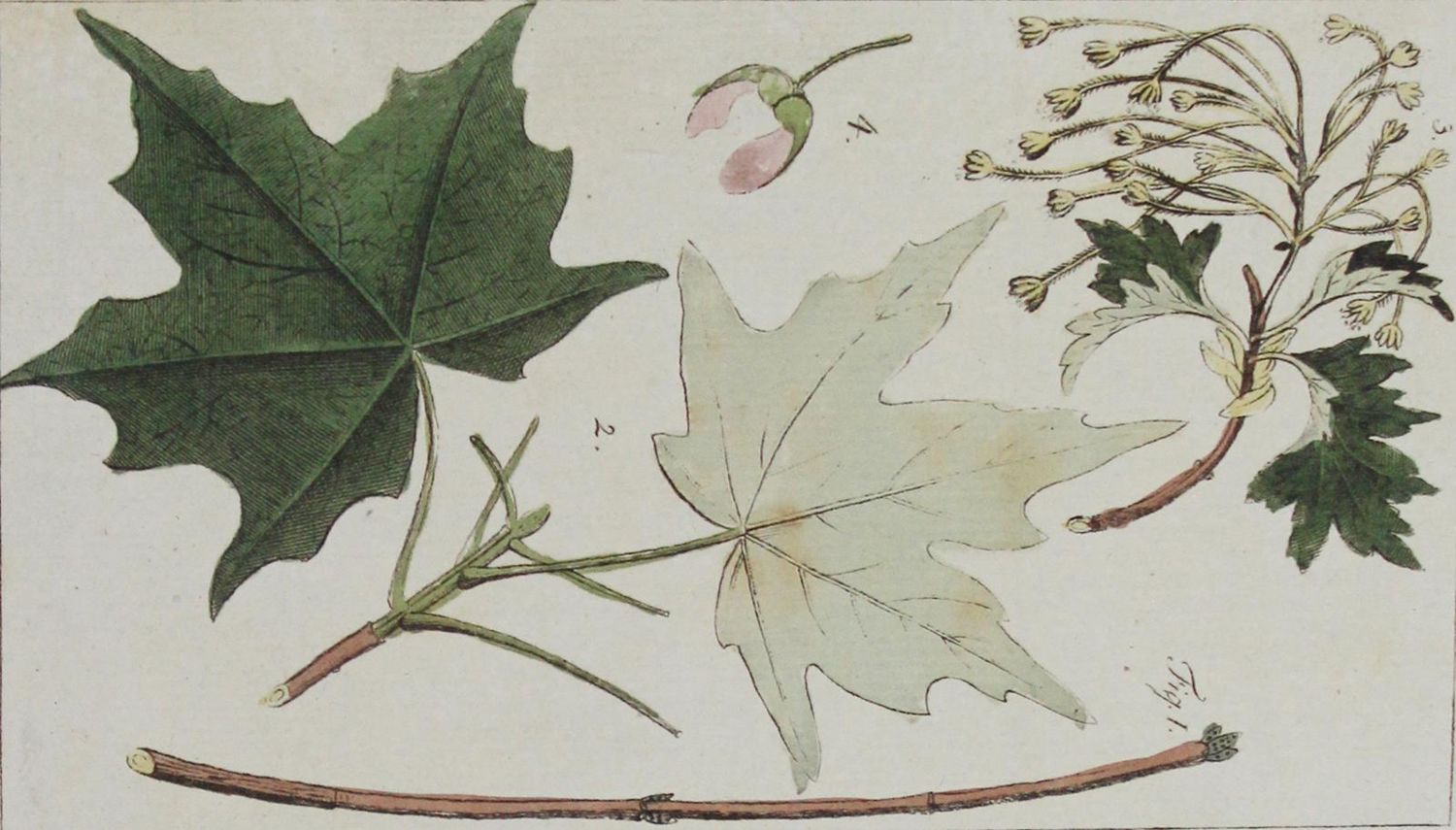 Große Abbildung Nr.1: 127-1004 (Rumpf,J.D.F.).: (Küche und Haushalt)