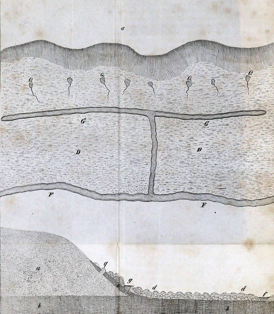 Große Abbildung Nr.2: 127-1008 Thaer,A.: (Land- und Forstwirtschaft, Landwirtschaft)