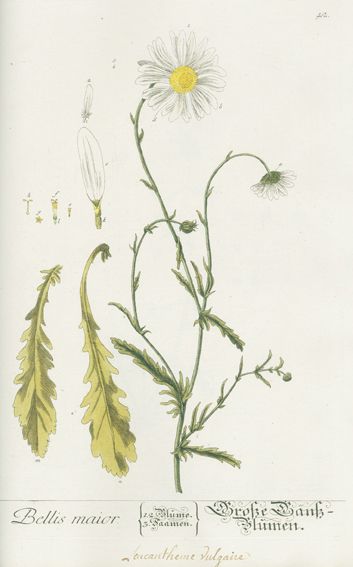 Große Abbildung Nr.2: 127-1464 Blackwell, E.: (Botanik)