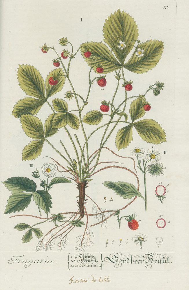 Große Abbildung Nr.3: 127-1464 Blackwell, E.: (Botanik)
